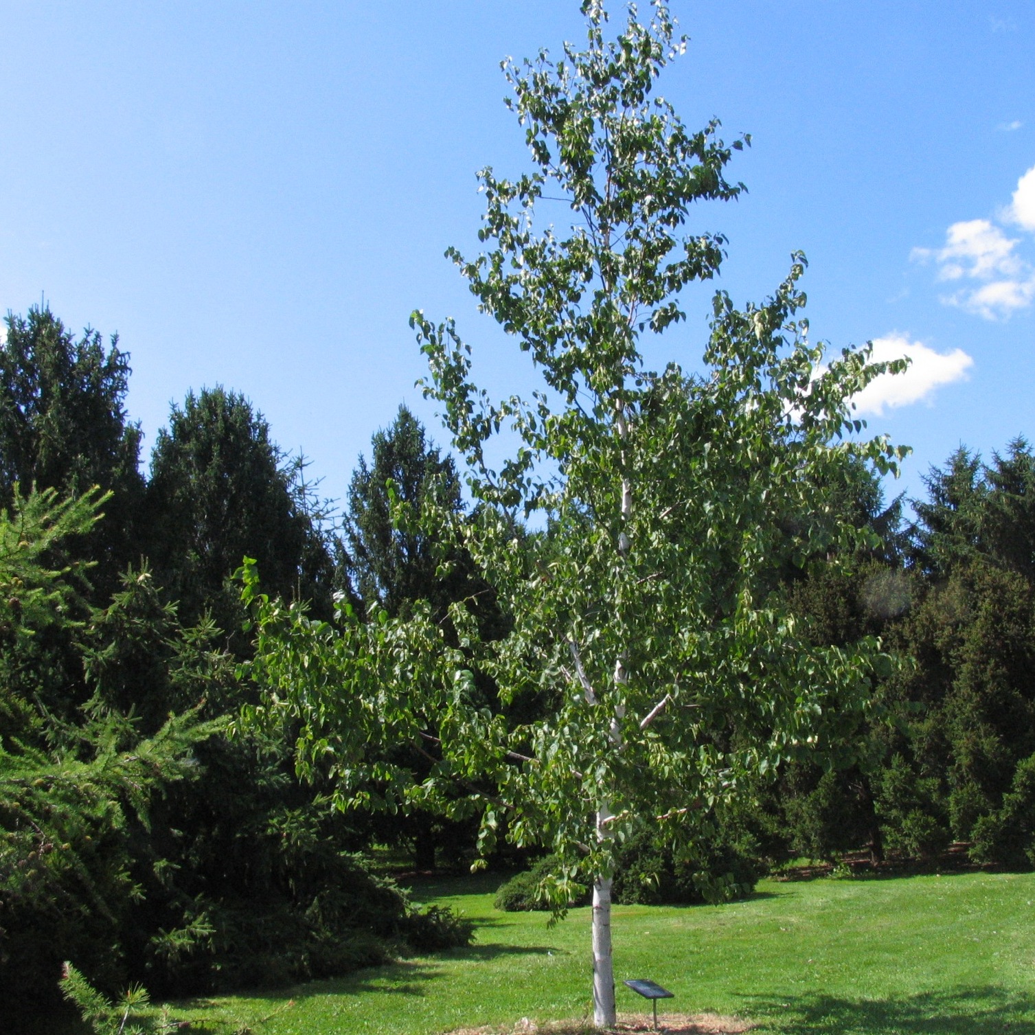 Betula papyrifera