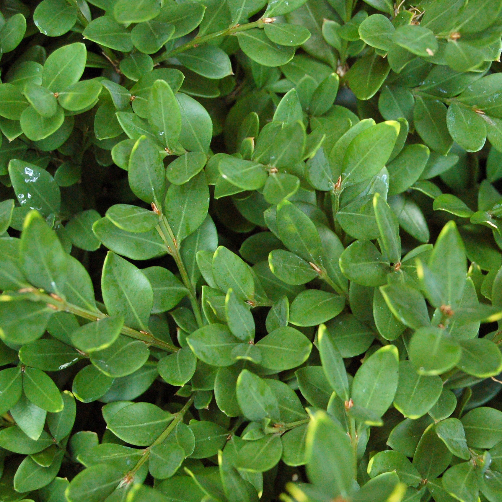 Buxus 'Green Velvet'