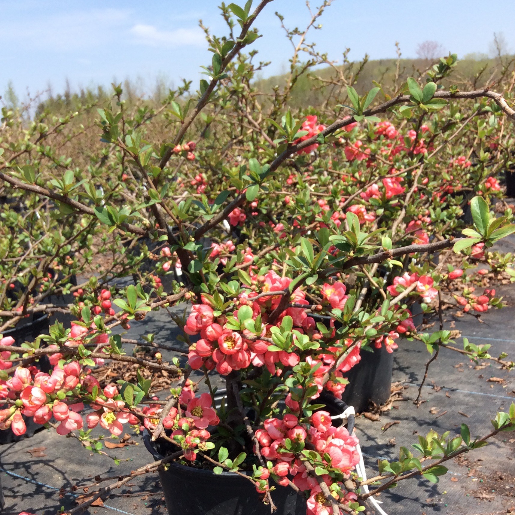 Chaenomeles speciosa 'Geisha Girl'