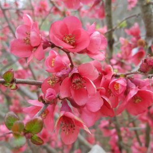 Chaenomeles speciosa 'Umbilicata'