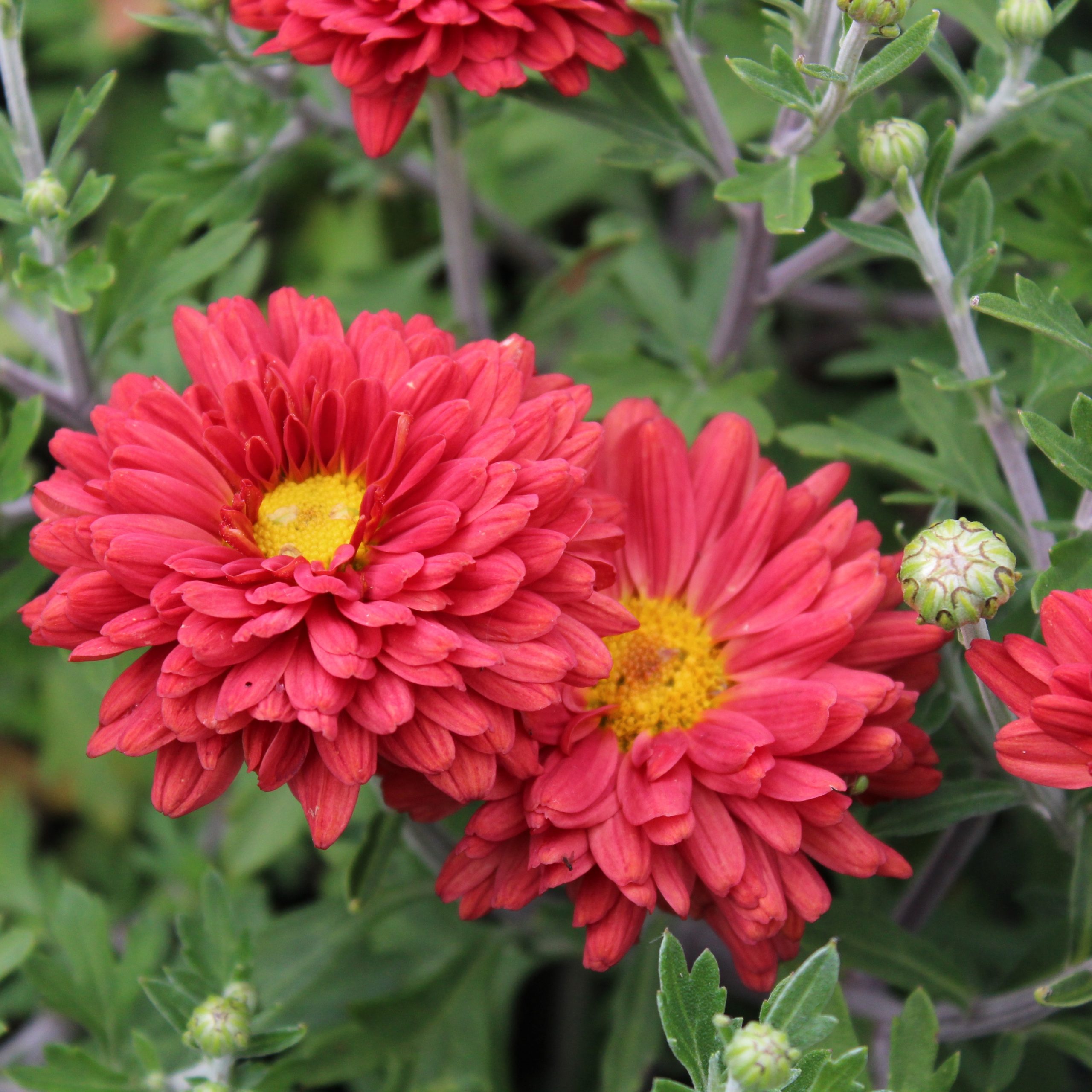 Chrysanthemum 'Mammoth Dark Bronze'
