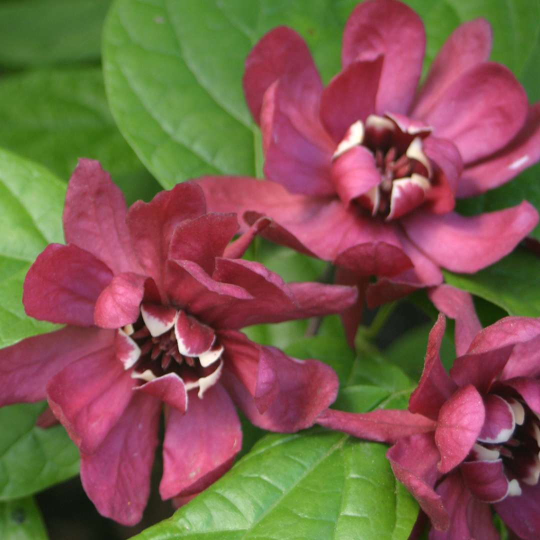 Calycanthus raulstonii 'Hartlage Wine'