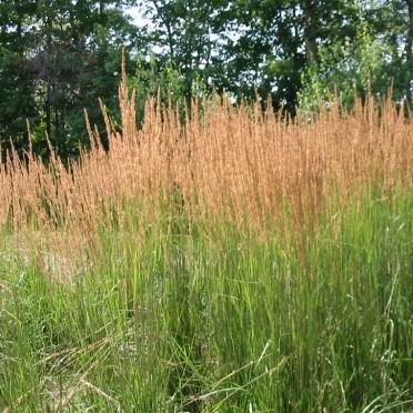 Calamagrostis acutiflora 'Stricta'