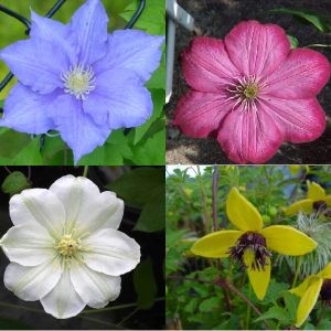 Clematis assorties