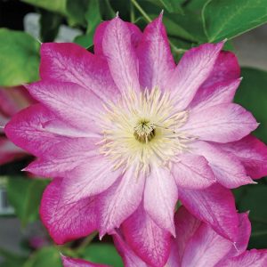 Clematis 'Asao'