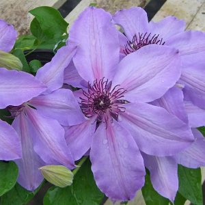Clematis 'Blue Ravine'