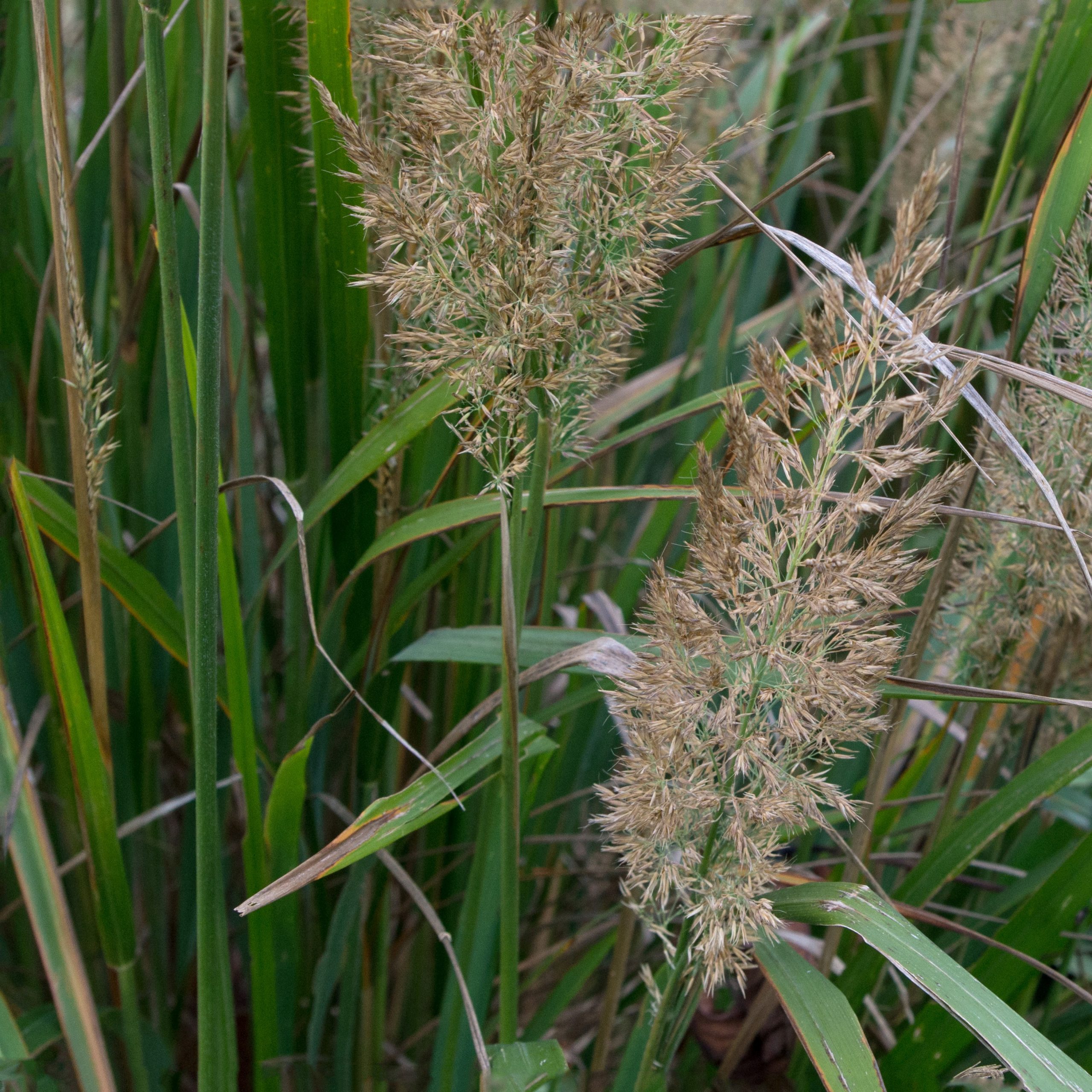 Calamagrostis brachytricha