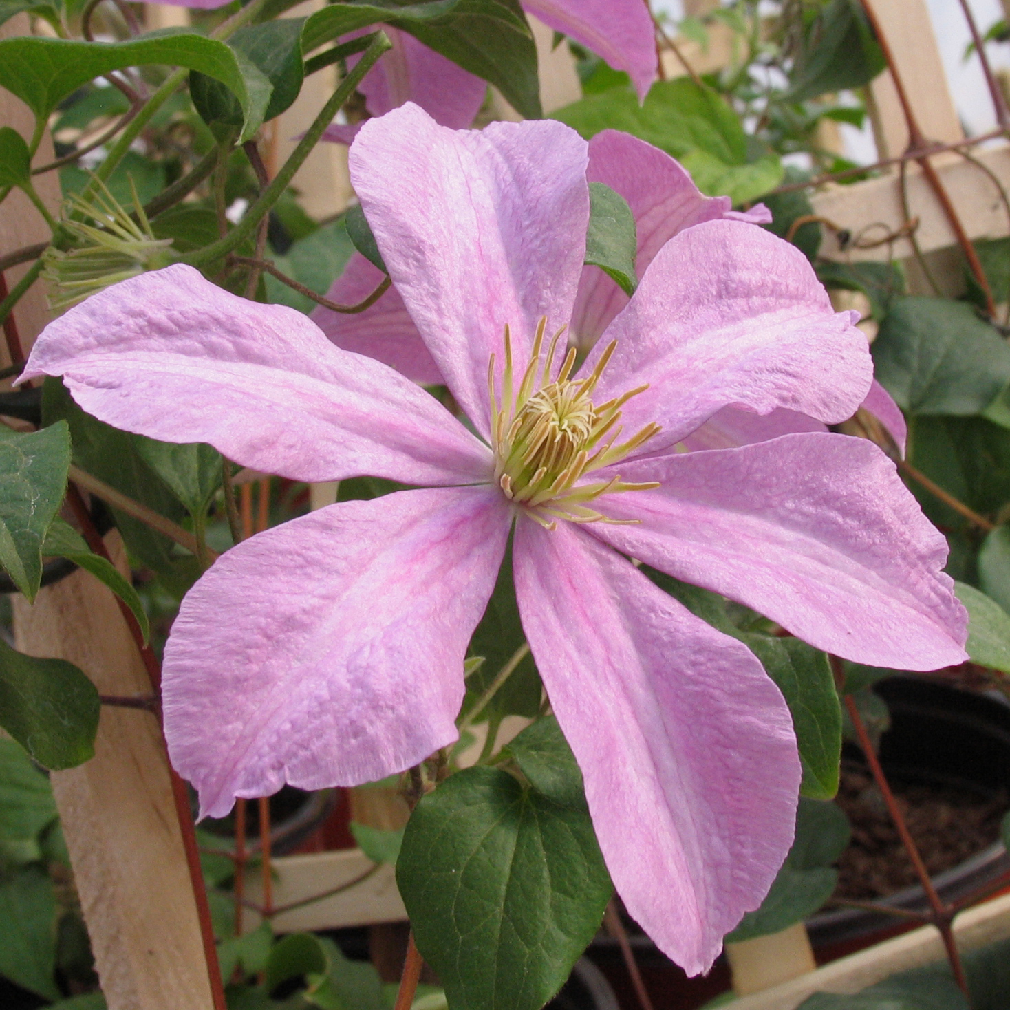 Clematis 'Comtesse de Bouchaud'
