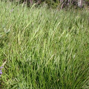 Calamagrostis canadensis