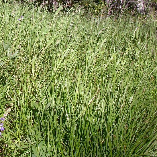Calamagrostis canadensis