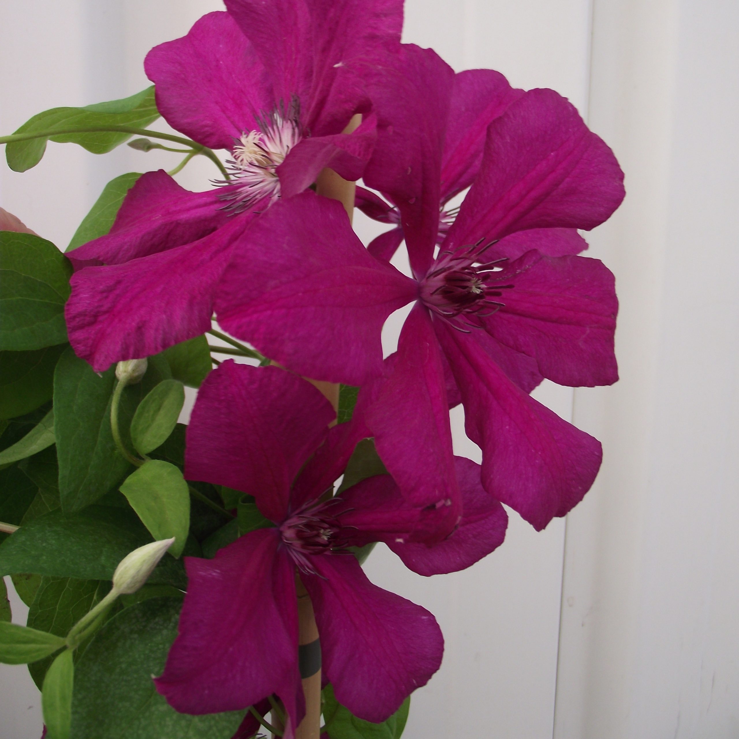 Clematis 'Cardinal Wyszynski'