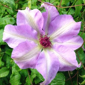 Clematis 'Daybreak'