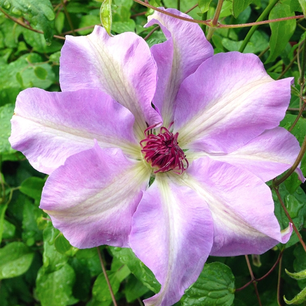 Clematis 'Daybreak'