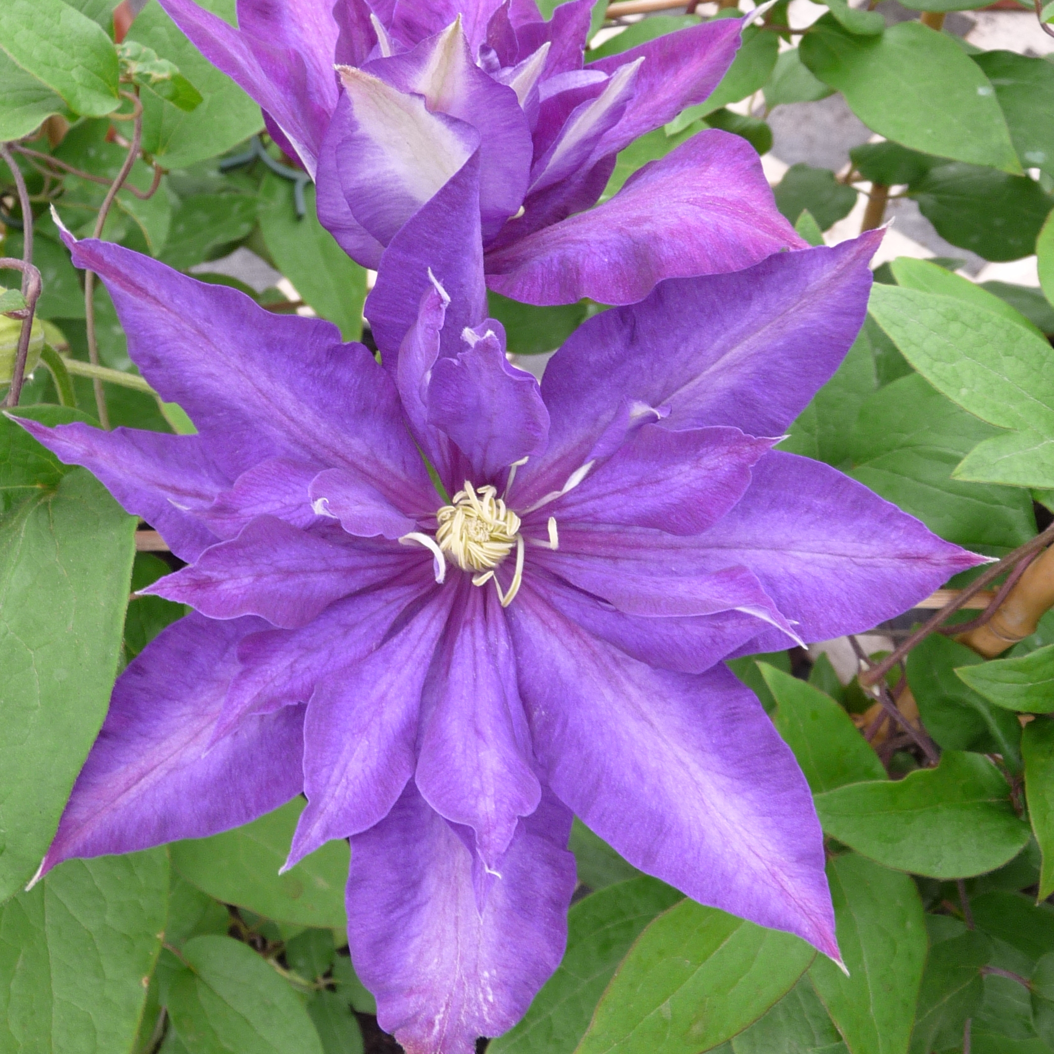 Clematis 'Daniel Deronda'
