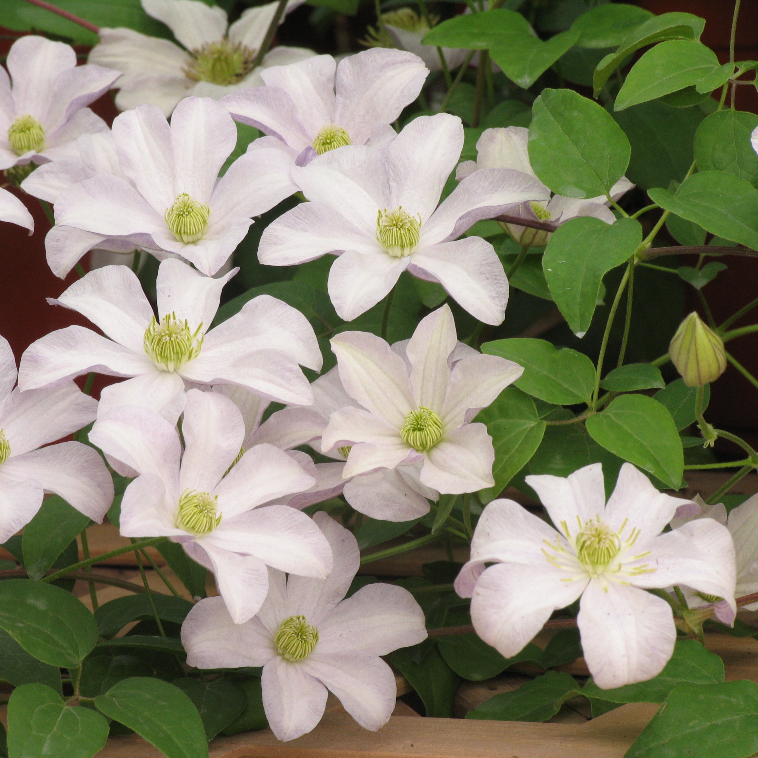 Clematis 'Huldine'