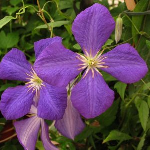 Clematis 'Jackmanii '
