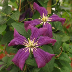 Clematis 'Jackmanii Superba'