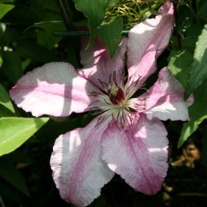 Clematis 'John Warren'