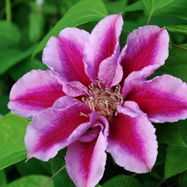 Clematis 'Kilian Donahue'