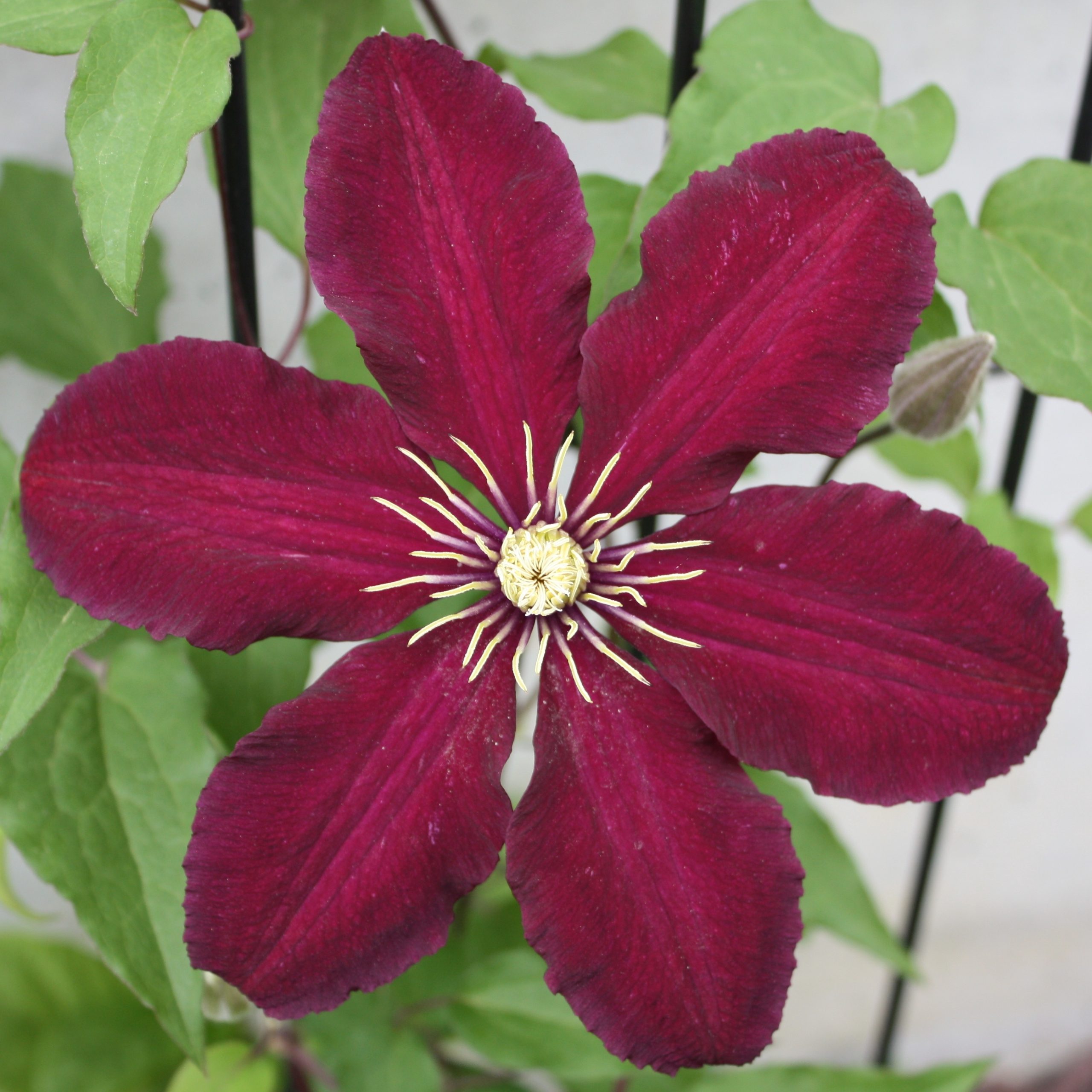 Clematis 'Niobe'