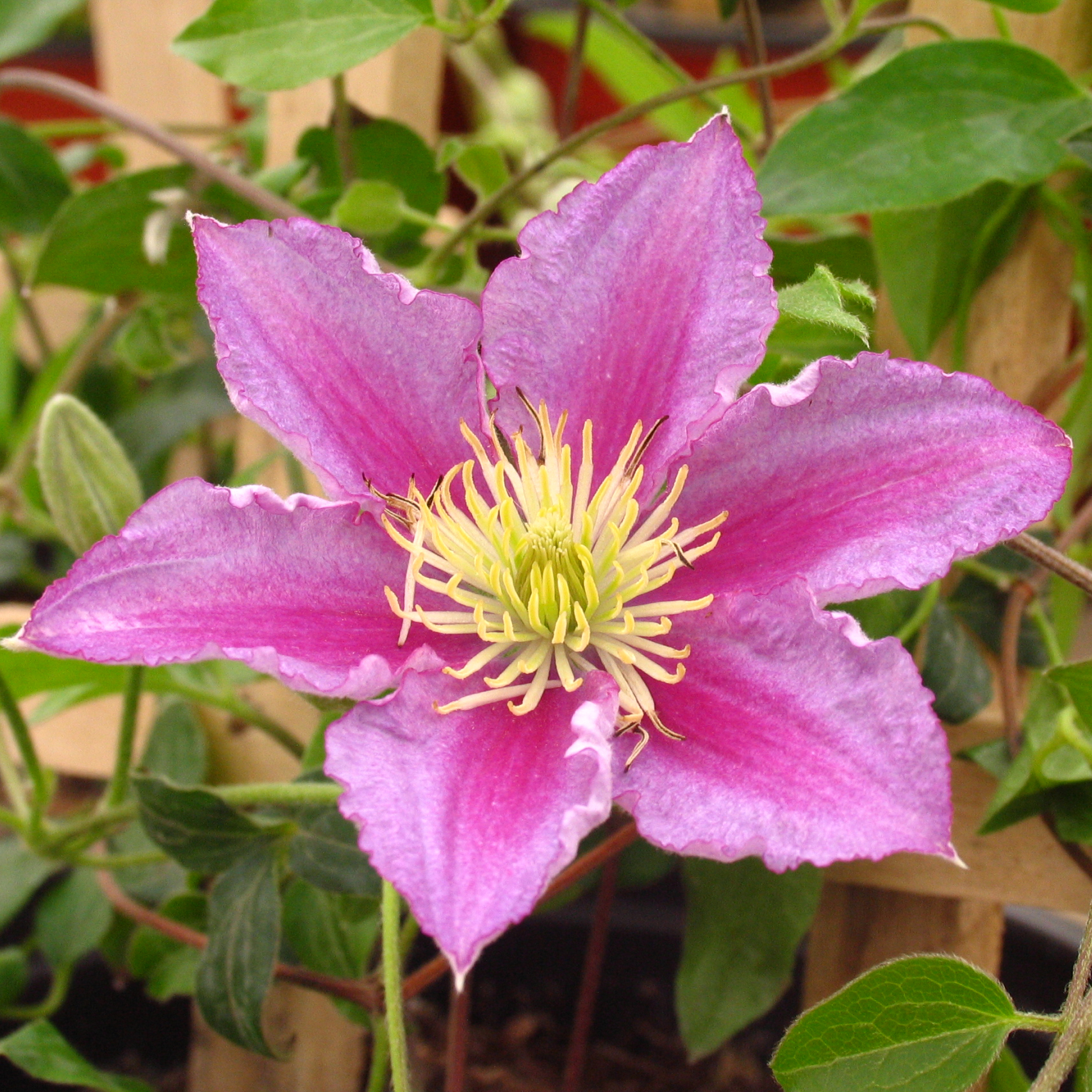 Clematis 'Piilu'