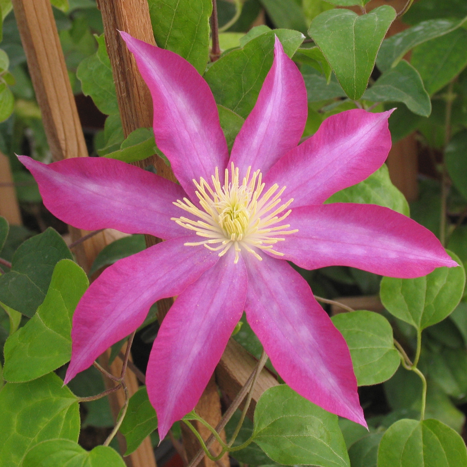 Clematis 'Pink Champagne'