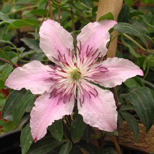 Clematis 'Pink Fantasy'