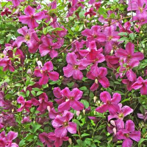 Clematis 'Pink Mink'