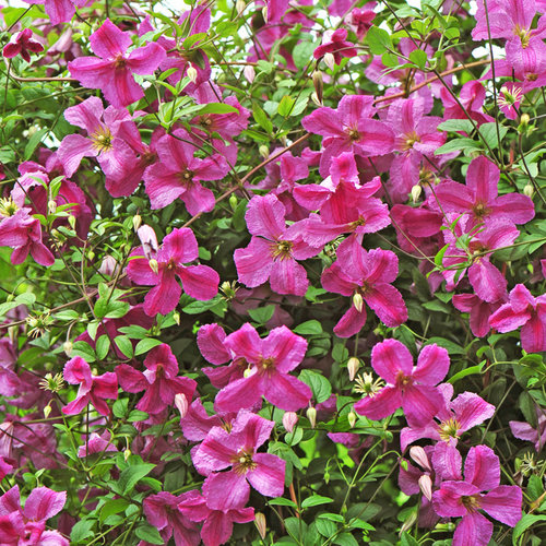 Clematis 'Pink Mink'