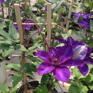 Clematis 'The President'