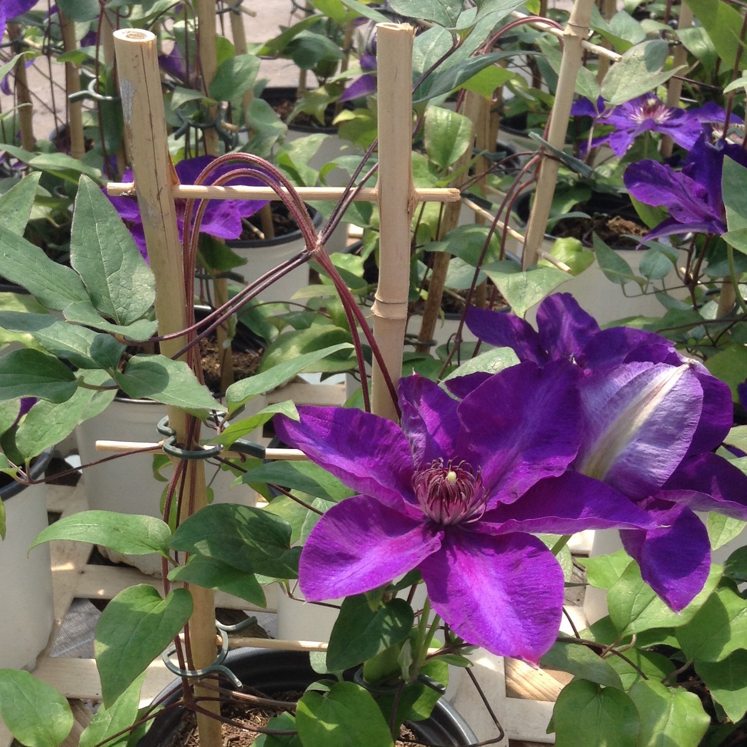 Clematis 'The President'