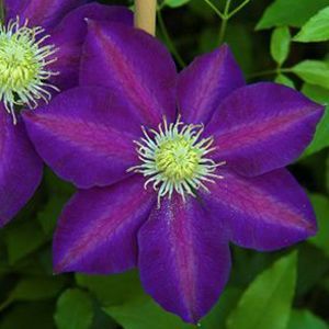 Clematis 'The Vagabong'
