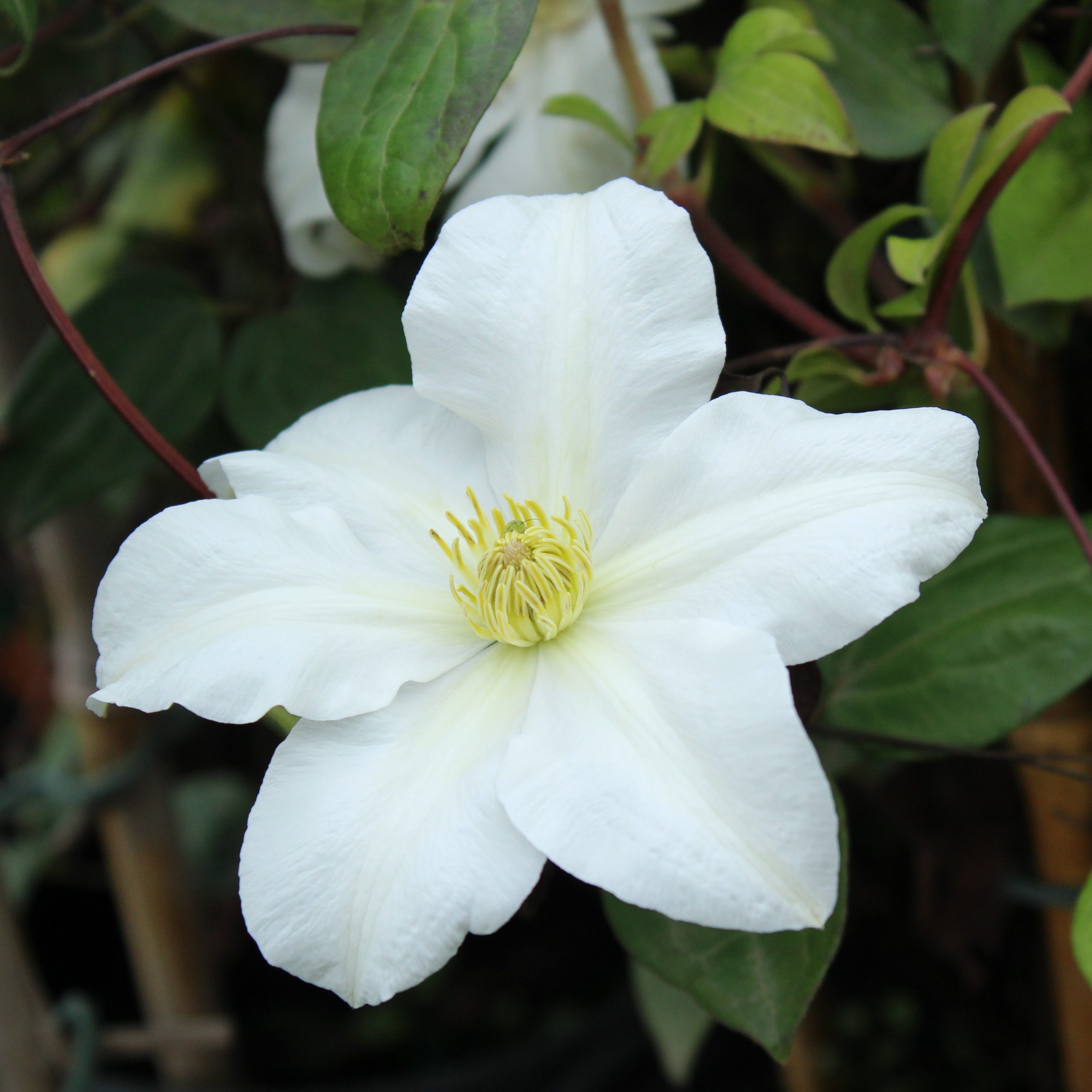 Clematis 'Toki'