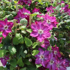 Clematis 'Viva Polonia'