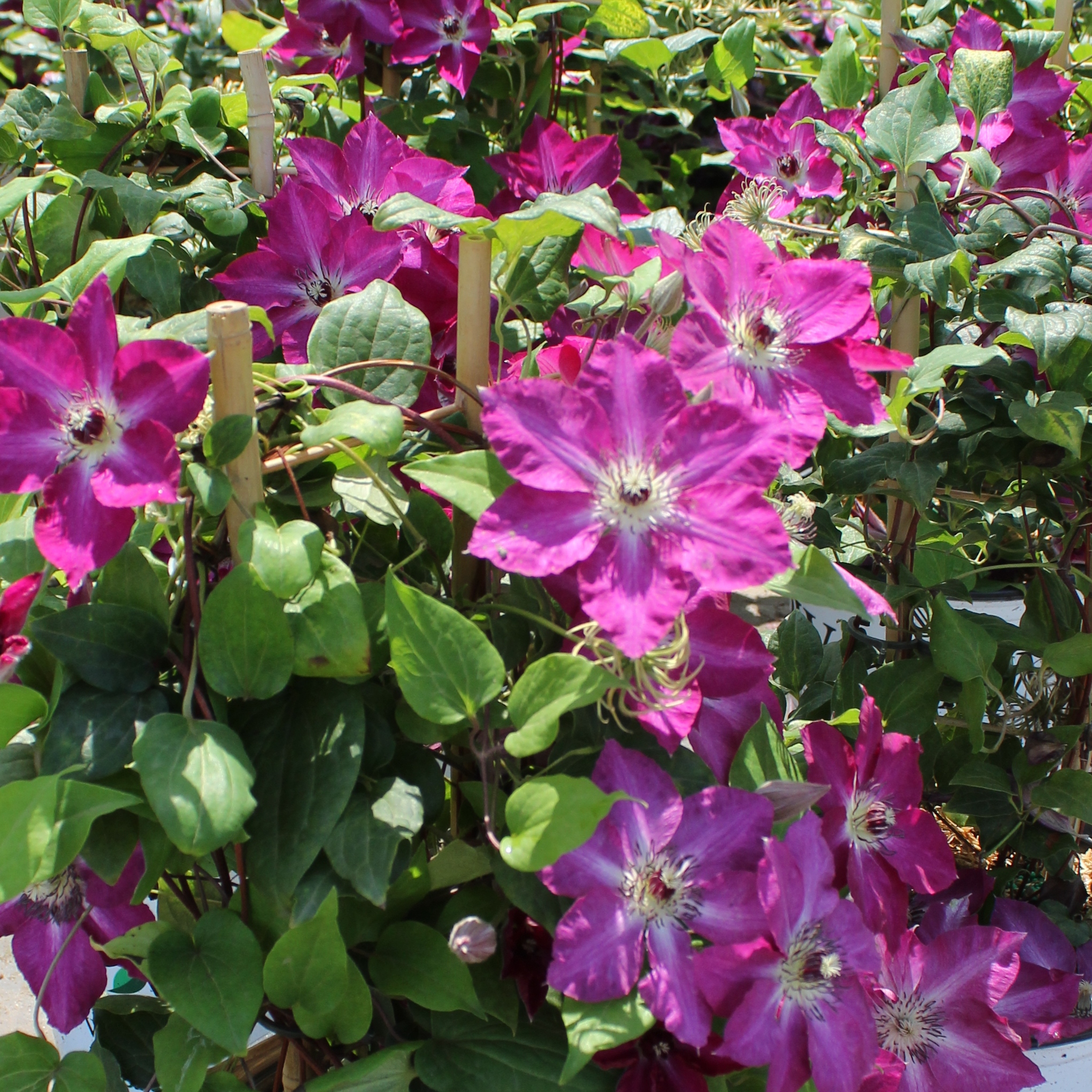 Clematis 'Viva Polonia'