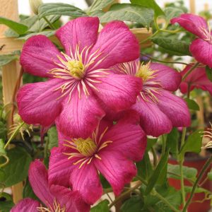 Clematis 'Ville de Lyon'