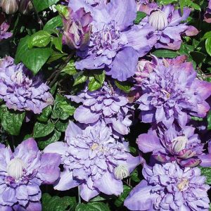 Clematis 'Vyvyan Pennell'