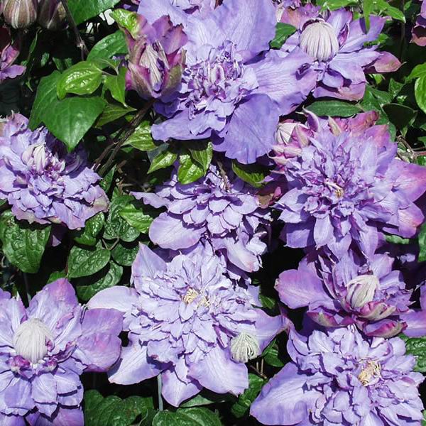 Clematis 'Vyvyan Pennell'
