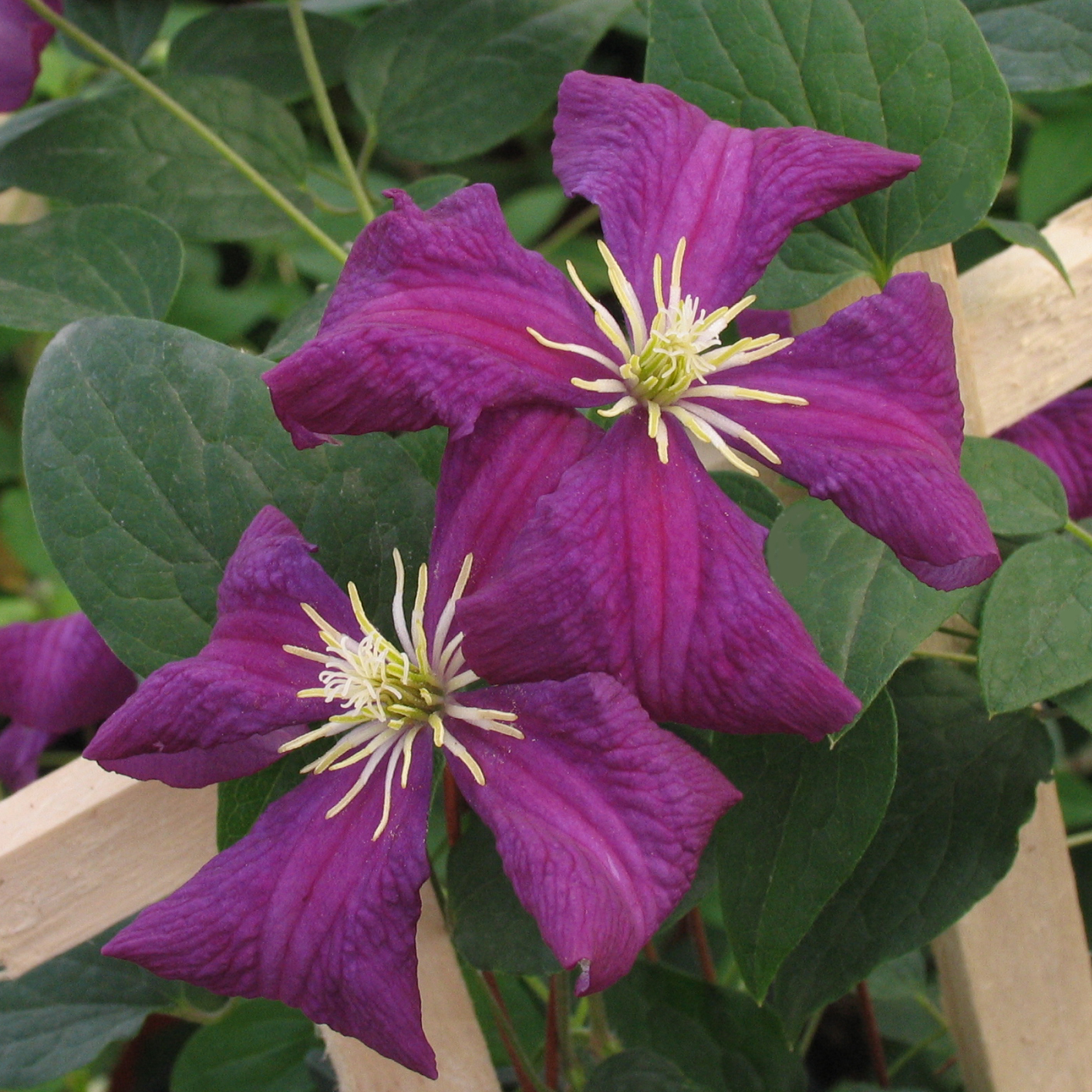 Clematis viticella 'Etoile Violette'