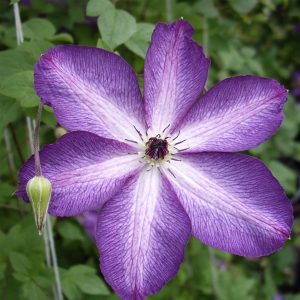 Clematis viticella 'Venosa Violacea'