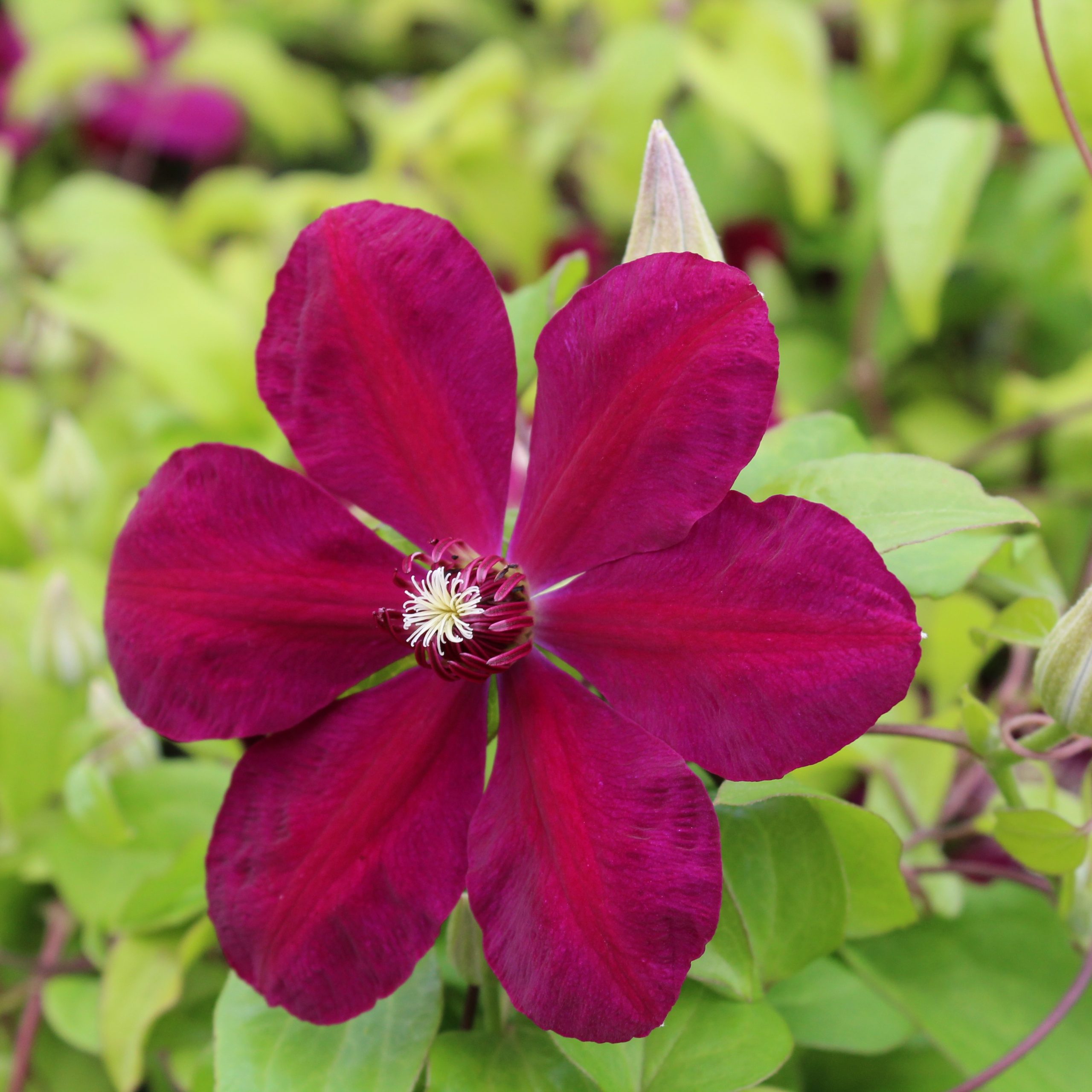 Clematis 'Westerplatte