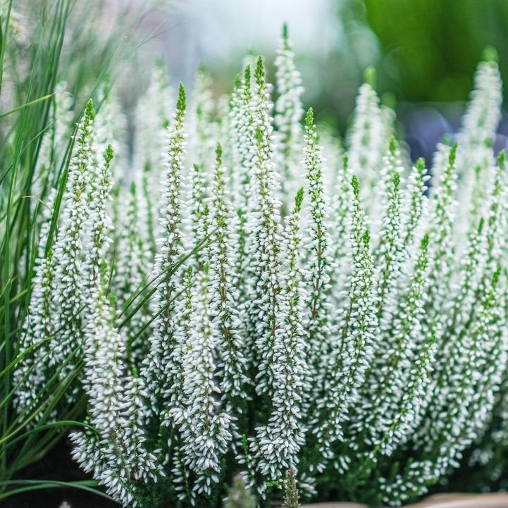 Calluna vulgaris 'Viva'