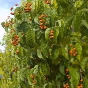 Celastrus scandens 'Autumn Revolution'