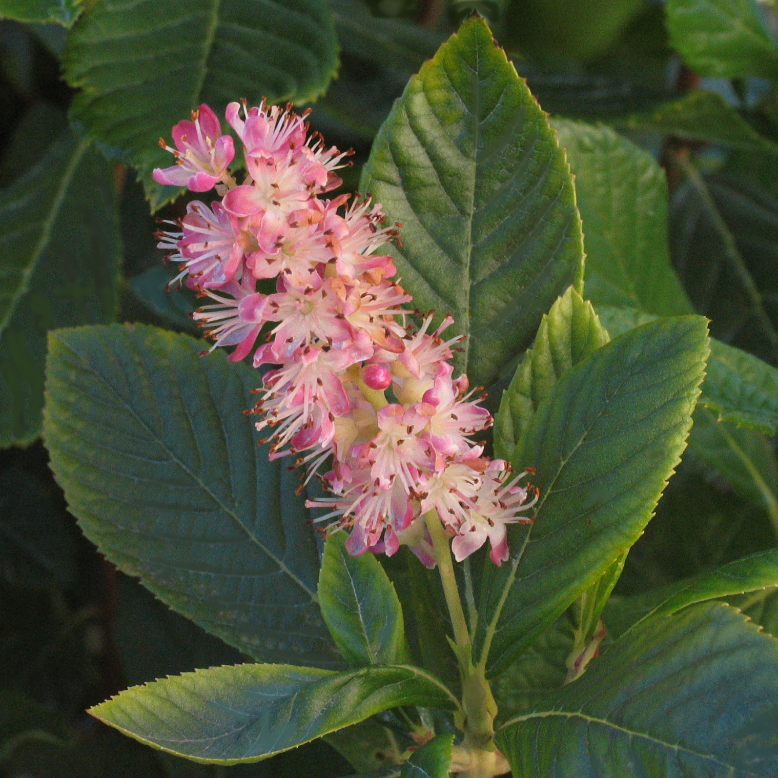 Clethra alnifolia 'Ruby Spice'