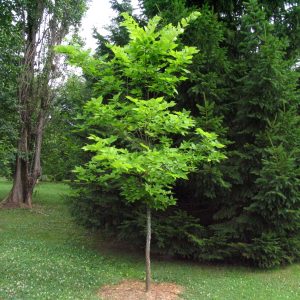 Celtis occidentalis