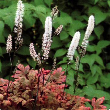 Cimicifuga racemosa 'Atropurpurea'