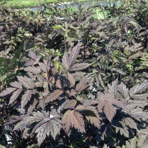 Cimicifuga ramosa 'Brunette'