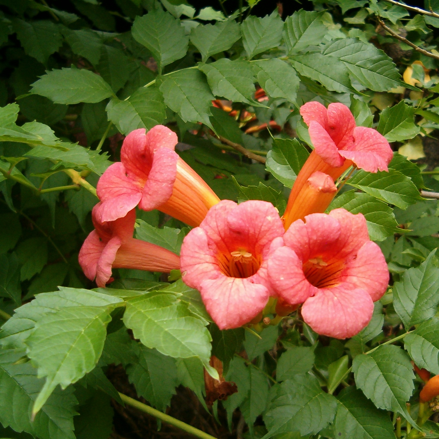 Campsis radicans