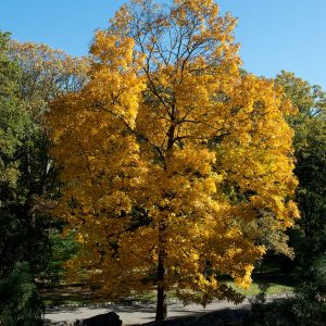 Carya ovata