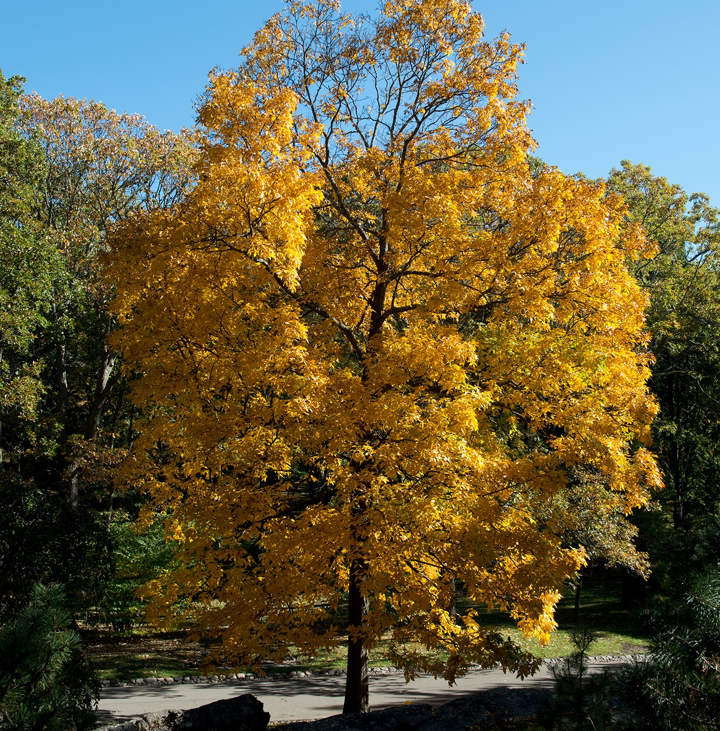 Carya ovata